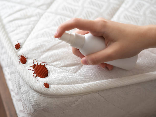 Best Wasp Removal Services  in Akron, NY