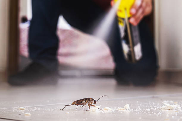 Best Wasp Removal Services  in Akron, NY